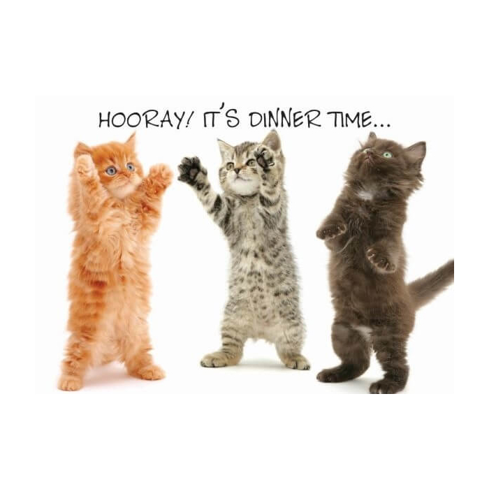 Napfunterlage "Hooray! Dinner Time" mit 3 Kitten 