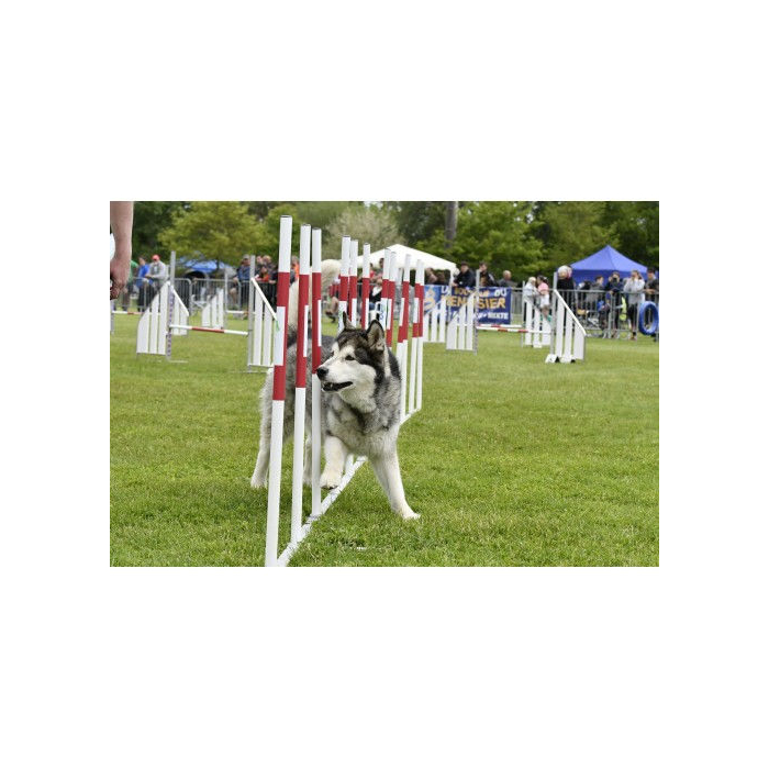 AO Agility Wettkampf-Slalom | Für Hunde