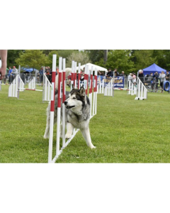 AO Agility Wettkampf-Slalom | Für Hunde